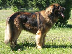 Aragon the first of-lion-dream