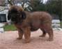Gypsy-Finesse vom Holzland