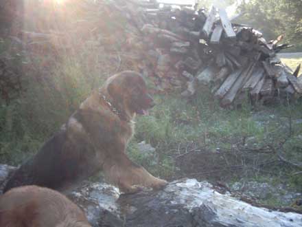 Ella unsere "K�nigin der L�wen"