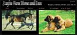  Hier ist Misty (Belle Mystique of-lion-dream) Zuhause